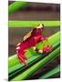 Clown Tree Frog, Native to Surinam, South America-David Northcott-Mounted Photographic Print