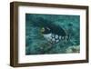 Clown Triggerfish Swimming in Fiji-Stocktrek Images-Framed Photographic Print