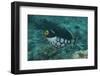 Clown Triggerfish Swimming in Fiji-Stocktrek Images-Framed Photographic Print