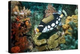 Clown Triggerfish-Georgette Douwma-Stretched Canvas