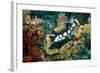 Clown Triggerfish-Georgette Douwma-Framed Premium Photographic Print