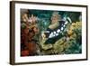 Clown Triggerfish-Georgette Douwma-Framed Premium Photographic Print