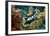 Clown Triggerfish-Georgette Douwma-Framed Premium Photographic Print