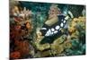 Clown Triggerfish-Georgette Douwma-Mounted Premium Photographic Print