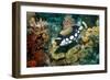 Clown Triggerfish-Georgette Douwma-Framed Photographic Print