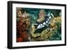 Clown Triggerfish-Georgette Douwma-Framed Photographic Print