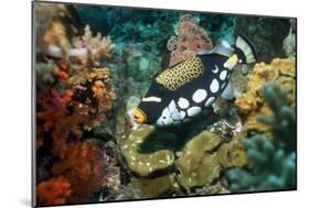 Clown Triggerfish-Georgette Douwma-Mounted Photographic Print