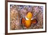 Clownfish (Amphiprion sp) in anemone home, Philippines-Denis-Huot-Framed Photographic Print