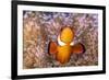 Clownfish (Amphiprion sp) in anemone home, Philippines-Denis-Huot-Framed Photographic Print