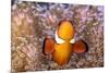 Clownfish (Amphiprion sp) in anemone home, Philippines-Denis-Huot-Mounted Photographic Print