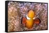 Clownfish (Amphiprion sp) in anemone home, Philippines-Denis-Huot-Framed Stretched Canvas