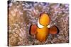 Clownfish (Amphiprion sp) in anemone home, Philippines-Denis-Huot-Stretched Canvas