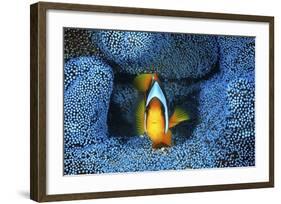 Clownfish In Blue Anemone-Barathieu Gabriel-Framed Giclee Print