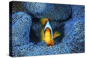 Clownfish In Blue Anemone-Barathieu Gabriel-Stretched Canvas
