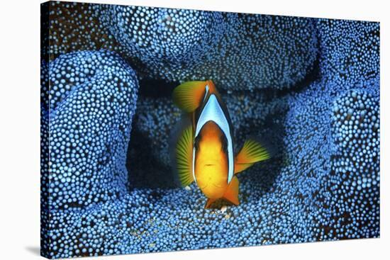 Clownfish In Blue Anemone-Barathieu Gabriel-Stretched Canvas