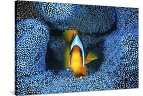 Clownfish In Blue Anemone-Barathieu Gabriel-Stretched Canvas