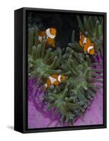 Clownfish Swim Among Anemone Tentacles, Raja Ampat, Indonesia-Jones-Shimlock-Framed Stretched Canvas