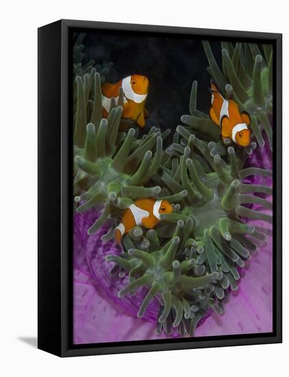 Clownfish Swim Among Anemone Tentacles, Raja Ampat, Indonesia-Jones-Shimlock-Framed Stretched Canvas