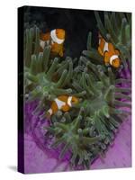 Clownfish Swim Among Anemone Tentacles, Raja Ampat, Indonesia-Jones-Shimlock-Stretched Canvas