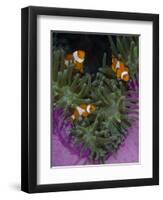 Clownfish Swim Among Anemone Tentacles, Raja Ampat, Indonesia-Jones-Shimlock-Framed Photographic Print