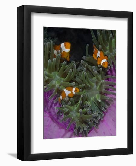 Clownfish Swim Among Anemone Tentacles, Raja Ampat, Indonesia-Jones-Shimlock-Framed Photographic Print