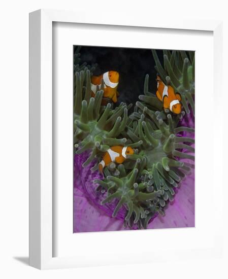 Clownfish Swim Among Anemone Tentacles, Raja Ampat, Indonesia-Jones-Shimlock-Framed Photographic Print