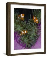 Clownfish Swim Among Anemone Tentacles, Raja Ampat, Indonesia-Jones-Shimlock-Framed Photographic Print