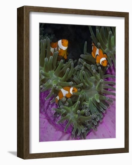 Clownfish Swim Among Anemone Tentacles, Raja Ampat, Indonesia-Jones-Shimlock-Framed Photographic Print