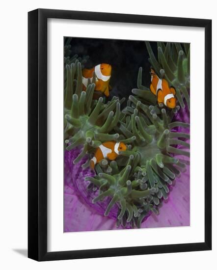 Clownfish Swim Among Anemone Tentacles, Raja Ampat, Indonesia-Jones-Shimlock-Framed Photographic Print