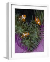 Clownfish Swim Among Anemone Tentacles, Raja Ampat, Indonesia-Jones-Shimlock-Framed Photographic Print