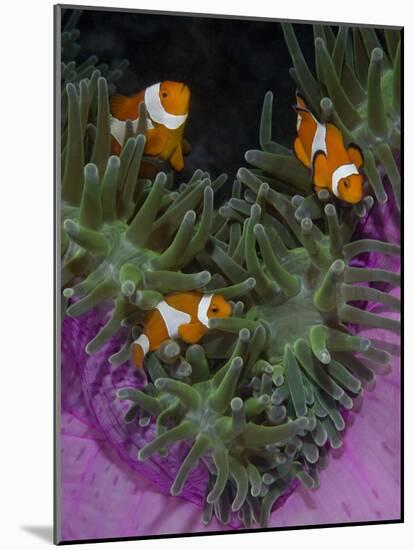 Clownfish Swim Among Anemone Tentacles, Raja Ampat, Indonesia-Jones-Shimlock-Mounted Photographic Print