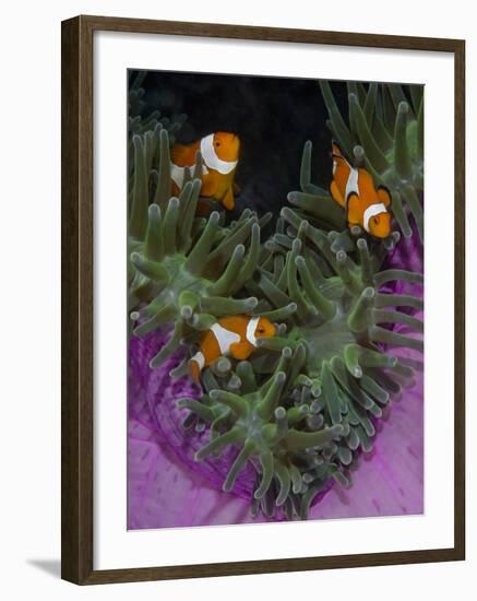 Clownfish Swim Among Anemone Tentacles, Raja Ampat, Indonesia-Jones-Shimlock-Framed Photographic Print