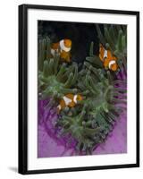 Clownfish Swim Among Anemone Tentacles, Raja Ampat, Indonesia-Jones-Shimlock-Framed Photographic Print