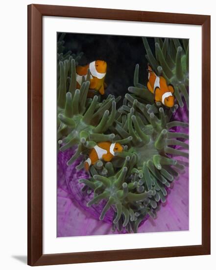 Clownfish Swim Among Anemone Tentacles, Raja Ampat, Indonesia-Jones-Shimlock-Framed Photographic Print