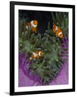 Clownfish Swim Among Anemone Tentacles, Raja Ampat, Indonesia-Jones-Shimlock-Framed Photographic Print