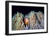 Clownfish-Barathieu Gabriel-Framed Giclee Print