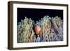 Clownfish-Barathieu Gabriel-Framed Giclee Print