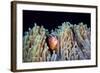 Clownfish-Barathieu Gabriel-Framed Giclee Print