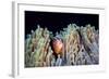 Clownfish-Barathieu Gabriel-Framed Giclee Print