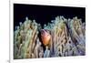 Clownfish-Barathieu Gabriel-Framed Giclee Print