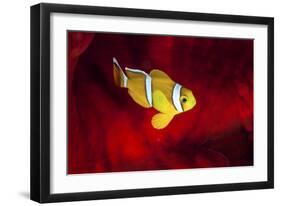 Clownfish-Barathieu Gabriel-Framed Giclee Print