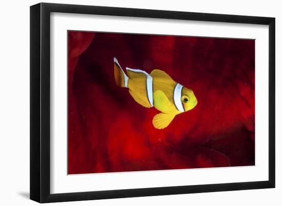 Clownfish-Barathieu Gabriel-Framed Giclee Print