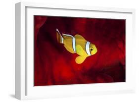 Clownfish-Barathieu Gabriel-Framed Giclee Print