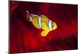 Clownfish-Barathieu Gabriel-Mounted Giclee Print