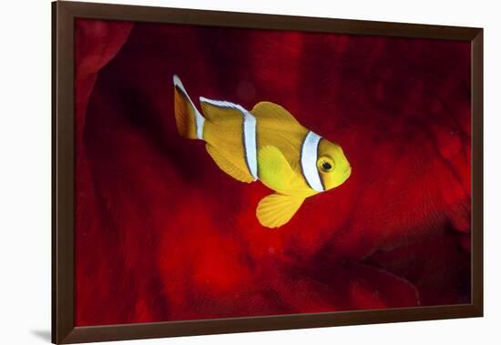 Clownfish-Barathieu Gabriel-Framed Giclee Print