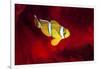 Clownfish-Barathieu Gabriel-Framed Giclee Print