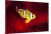 Clownfish-Barathieu Gabriel-Mounted Giclee Print