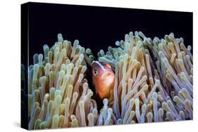 Clownfish-Barathieu Gabriel-Stretched Canvas