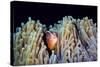 Clownfish-Barathieu Gabriel-Stretched Canvas