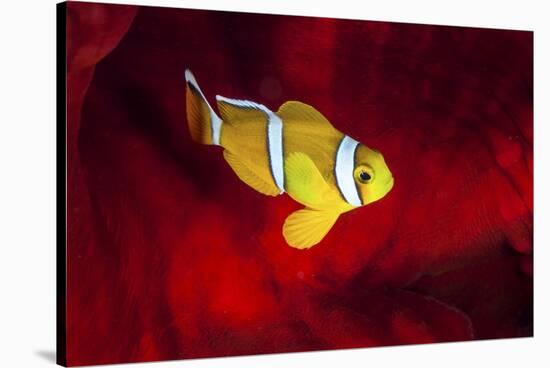 Clownfish-Barathieu Gabriel-Stretched Canvas